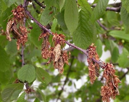 Pourquoi les cerises deviennent rouges et sèches sur l'arbre et ce qui doit être fait