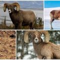 The name of mountain sheep and what they look like, where they live and what they eat