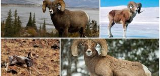 The name of mountain sheep and what they look like, where they live and what they eat