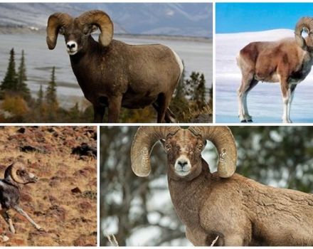 Le nom des moutons de montagne et à quoi ils ressemblent, où ils vivent et ce qu'ils mangent