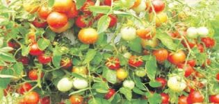 Description of tomato variety Ampelny mix, features of cultivation and care