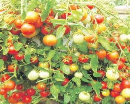 Description of tomato variety Ampelny mix, features of cultivation and care