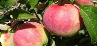 Description of the variety of apple trees Tolunay and characteristics of frost resistance and yield