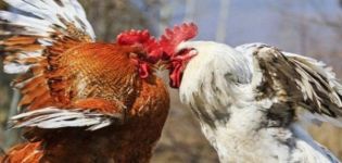 Que faire si les poulets se picorent le sang, les causes et le traitement du cannibalisme