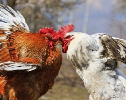 What to do if chickens peck each other to blood, causes and treatment of cannibalism