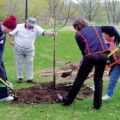 Hoe een jonge en volwassen appelboom te voeden in de lente, zomer en herfst tijdens het rijpen en vruchtlichamen