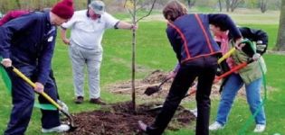 Cómo alimentar a un manzano joven y adulto en primavera, verano y otoño durante la maduración y la fructificación.