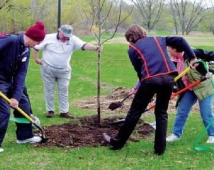 Cómo alimentar a un manzano joven y adulto en primavera, verano y otoño durante la maduración y la fructificación.