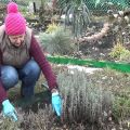 Preparación de lavanda para invernar en la región de Moscú y la mejor manera de cubrir la planta.