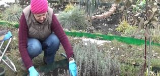 Preparación de lavanda para invernar en la región de Moscú y la mejor manera de cubrir la planta.