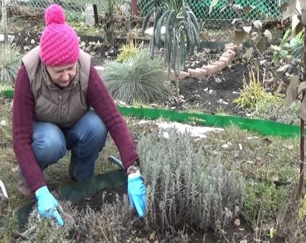 Preparación de lavanda para invernar en la región de Moscú y la mejor manera de cubrir la planta.