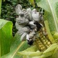 Description and treatment of diseases and pests of corn, measures to combat them