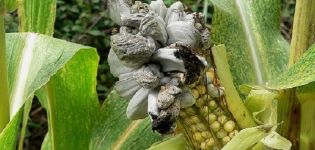 Penerangan dan rawatan penyakit dan perosak jagung, langkah-langkah untuk memerangi mereka