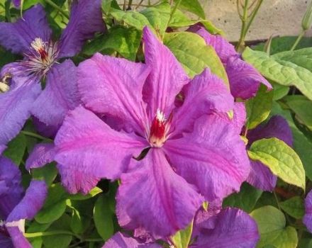 Description and characteristics of Zhakman clematis, planting and care rules