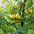 Peren planten, kweken en verzorgen in de volle grond