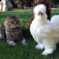 Descriptions and characteristics of rare breeds of chickens, rules for keeping elite birds