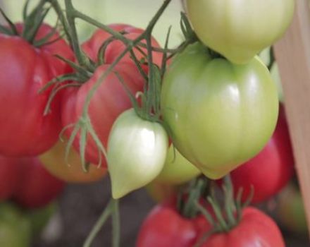 Características y descripción de la variedad de tomate Raspberry Empire, su rendimiento.