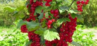 Caractéristiques et description des variétés de groseilles rouges Uralskaya krasavitsa