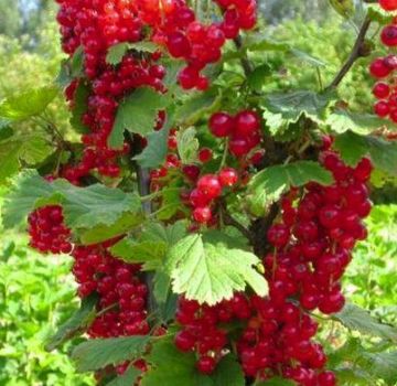 Características y descripción de las variedades de grosella roja Uralskaya krasavitsa.