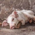 Signs and symptoms of pig diseases, their treatment and prevention