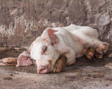 Signes et symptômes des maladies du porc, leur traitement et leur prévention