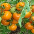 Description de la variété de tomate Conte de fées persan, ses caractéristiques et sa productivité