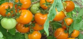 Description of the tomato variety Persian fairy tale, its characteristics and productivity