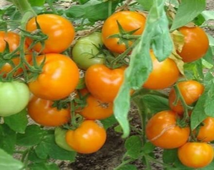 Descripción de la variedad de tomate cuento de hadas persa, sus características y productividad.