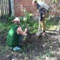 Plantación, cultivo y cuidado adecuado de las cerezas, cómo alimentar el riego cómo regar