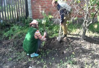 Planting, growing and proper care of cherries, how to feed watering how to water