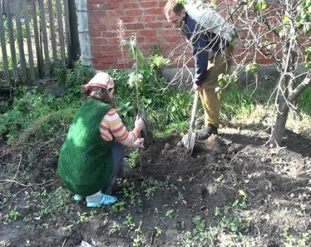 Planter, cultiver et entretenir correctement les cerises, comment nourrir arroser comment arroser