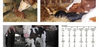 What to do if a cow calves, but there is no milk and what means to treat