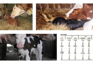 What to do if a cow calves, but there is no milk and what means to treat