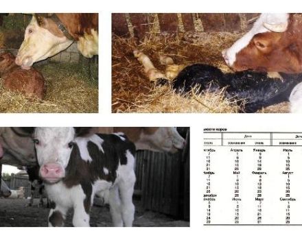 What to do if a cow calves, but there is no milk and what means to treat