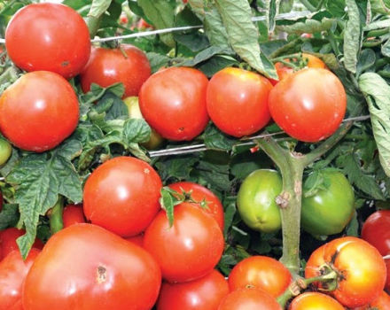 Characteristics and description of the tomato variety King of Kings, its yield