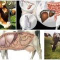 What to do at home if a cow has a stomach and how to start it