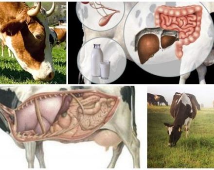 What to do at home if a cow has a stomach and how to start it