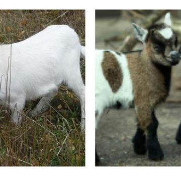 Quanto tempo as cabras são criadas para obter carne, idade para a castração de cabritos