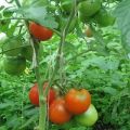 Paano maayos na mabuo ang mga kamatis sa isang greenhouse at bukas na patlang