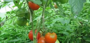 Cómo formar correctamente los tomates en un invernadero y campo abierto.