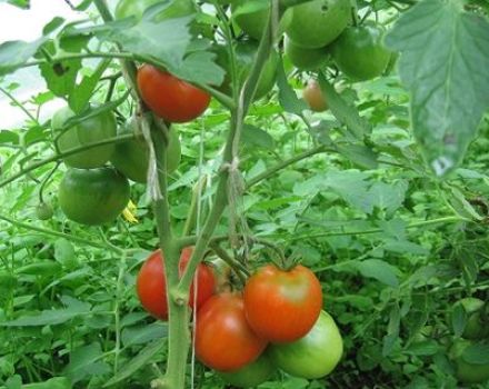 Cara membentuk tomato dengan betul di rumah hijau dan ladang terbuka