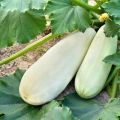 Mengapa zucchini tumbuh dengan buruk dan menjadi kuning di ladang terbuka, apa yang harus dilakukan, rawatan