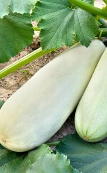 Mengapa zucchini tumbuh dengan buruk dan berubah menjadi kuning di ladang terbuka, apa yang harus dilakukan, rawatan