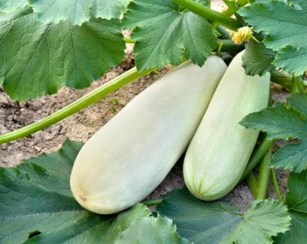 Why zucchini grow poorly and turn yellow in the open field, what to do, treatment