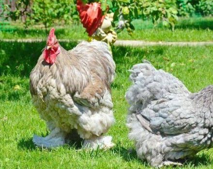 Characteristics and description of the Cochinchin chicken breed, maintenance rules