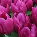 Seed and vegetative methods of propagation of tulips, technology and timing