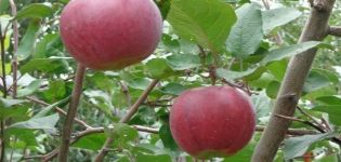 Caractéristiques et description de la variété de pomme Aprelskoye, régions de culture et résistance aux maladies