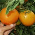 Penerangan mengenai varieti tomato oren, ciri dan produktiviti