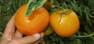 Description of the Orange tomato variety, its characteristics and productivity