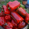 Características y descripción de la variedad de pimiento milagroso californiano y su rendimiento